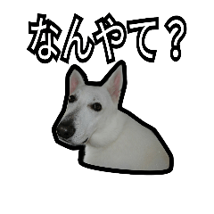 [LINEスタンプ] 我が家のワン's