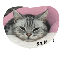 [LINEスタンプ] よこちさん家のねこ