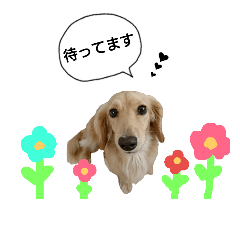 [LINEスタンプ] 愛犬もにか