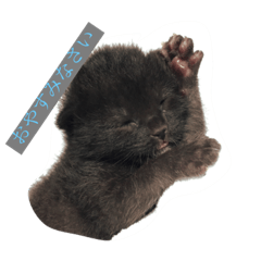 [LINEスタンプ] 黒い猫うにまる₍˄·͈༝·͈˄₎