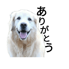 [LINEスタンプ] ゴールデンレトリバーのレックスです。