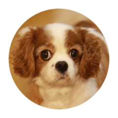 [LINEスタンプ] モカの写真