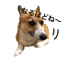 [LINEスタンプ] コーギーマロンの日常編2