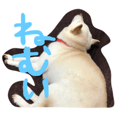 [LINEスタンプ] こたころの日常