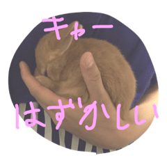 [LINEスタンプ] リアルうさぎスタンプ2