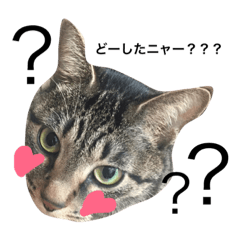 [LINEスタンプ] にゃんこの日常1