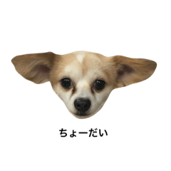 [LINEスタンプ] 犬と書いてケンと読む