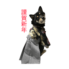 [LINEスタンプ] 黒柴小鉄