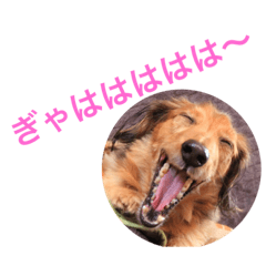 [LINEスタンプ] Happy Daichan