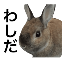 [LINEスタンプ] うさぎのさばお君