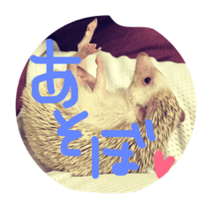 [LINEスタンプ] ハリネズミのしらすさん。