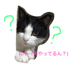 [LINEスタンプ] ハチワレくーちゃん