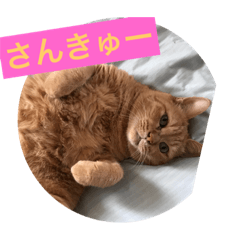 [LINEスタンプ] 兄妹猫第2弾