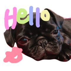 [LINEスタンプ] black pug TOTO