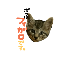 [LINEスタンプ] フィガロくんのスタンプ