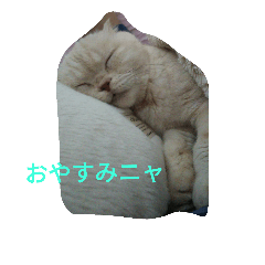 [LINEスタンプ] cat masa