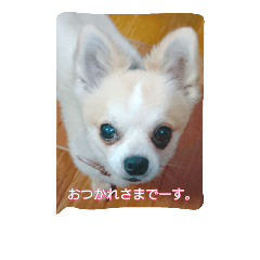 [LINEスタンプ] ノホホンチワワンとクマ
