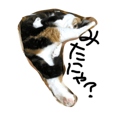 [LINEスタンプ] 三毛猫の毎日