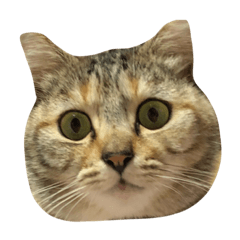 [LINEスタンプ] 猫。実写。ちびちゃん。