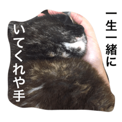 [LINEスタンプ] モフとあんみつ