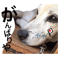 たる