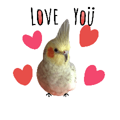 [LINEスタンプ] Cockatiel_DAI DAI