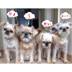 Brussels Griffons2