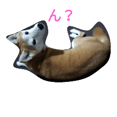 [LINEスタンプ] My dog SESAMI.