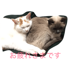 [LINEスタンプ] sumoudou