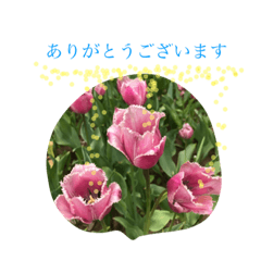 [LINEスタンプ] 花が咲いたよ