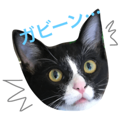 [LINEスタンプ] Kogoro the cat