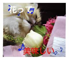 [LINEスタンプ] おかしなチンチラゴールデン