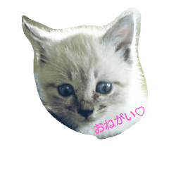 [LINEスタンプ] 青い目の猫妖怪