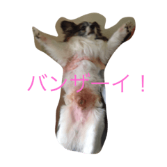 [LINEスタンプ] 犬のop