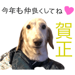 [LINEスタンプ] お正月に凄く使える犬と猫！文章あり