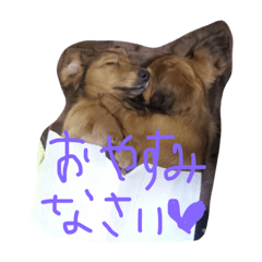 [LINEスタンプ] ダックス愛好家