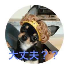 [LINEスタンプ] 愛犬あんちゃんスタンプ