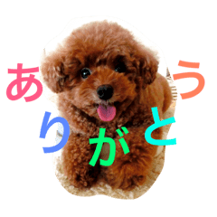 [LINEスタンプ] モモちゃん たぬき 2