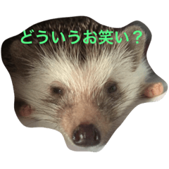 [LINEスタンプ] Super Strongest Hedgehog PECO