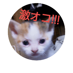 [LINEスタンプ] nyanmaru1