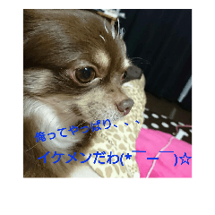 [LINEスタンプ] ルキ様の日常
