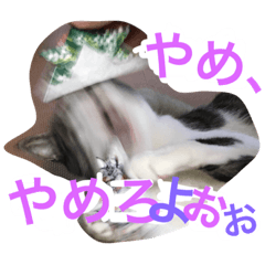 [LINEスタンプ] CAT KURU STAMP3