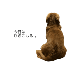 [LINEスタンプ] 愛犬と過ごす日々 ＊