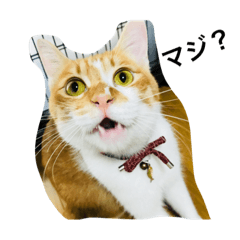 [LINEスタンプ] Cute my cat