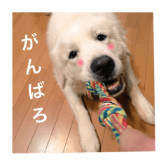 [LINEスタンプ] グレートピレニーズ  ちょび