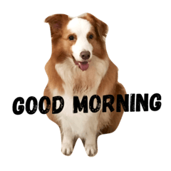 [LINEスタンプ] Border Collie's Daily