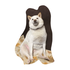 [LINEスタンプ] happy shiba life