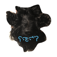 [LINEスタンプ] little Scottish Terrier