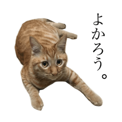 [LINEスタンプ] ネコ茶トラシリーズ