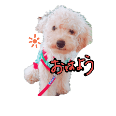 [LINEスタンプ] 我が家のタイニープードルです